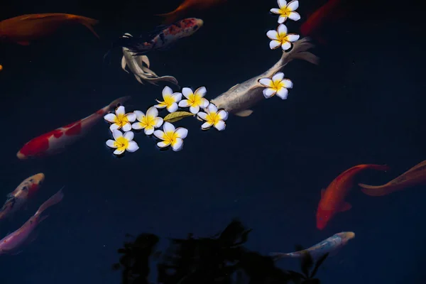 Carpe Dorate Pesci Koi Nello Stagno Fiori Porcellana Cadono Sulla — Foto Stock