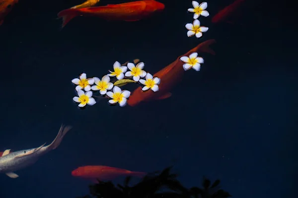 잉어와 코이는 연못에서 낚시를 이호수 표면에 떨어진다 선택적 — 스톡 사진