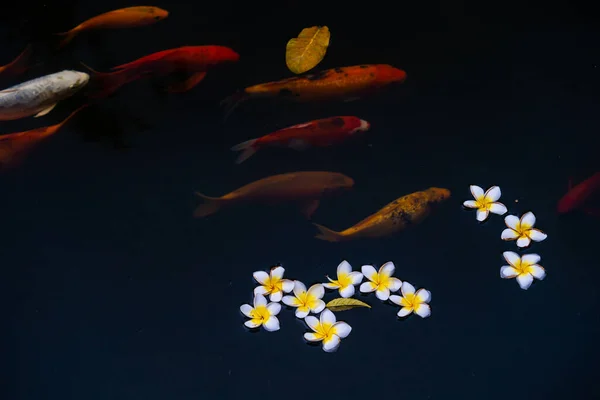 池には鯉や鯉がいます 磁器の花は湖の表面に落ちる 選択的焦点 — ストック写真