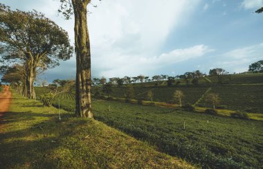 Bao Loc şehrindeki Tam Chau çay çiftliğinin güzel manzarası, Lam Dong eyaleti, Vietnam. Seyahat ve manzara konsepti.