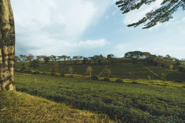 Bao Loc şehrindeki Tam Chau çay çiftliğinin güzel manzarası, Lam Dong eyaleti, Vietnam. Seyahat ve manzara konsepti.