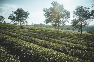 Bao Loc şehrindeki Tam Chau çay çiftliğinin güzel manzarası, Lam Dong eyaleti, Vietnam. Seyahat ve manzara konsepti.