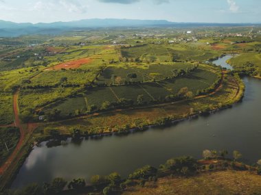 Bao Loc şehrindeki Tam Chau çay çiftliğinin havadan görünüşü, Lam Dong eyaleti, Vietnam. Seyahat ve manzara konsepti.