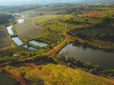 Bao Loc şehrindeki Tam Chau çay çiftliğinin havadan görünüşü, Lam Dong eyaleti, Vietnam. Seyahat ve manzara konsepti.