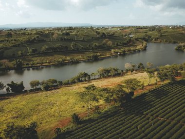 Bao Loc şehrindeki Tam Chau çay çiftliğinin havadan görünüşü, Lam Dong eyaleti, Vietnam. Seyahat ve manzara konsepti.