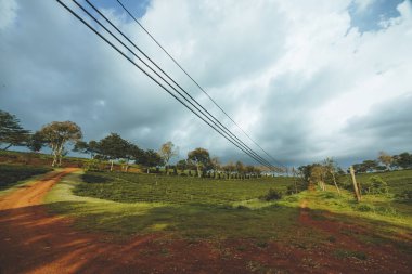 Bao Loc şehrindeki Tam Chau çay çiftliğinin güzel manzarası, Lam Dong eyaleti, Vietnam. Seyahat ve manzara konsepti.