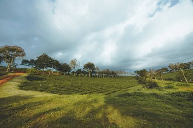 Bao Loc şehrindeki Tam Chau çay çiftliğinin güzel manzarası, Lam Dong eyaleti, Vietnam. Seyahat ve manzara konsepti.