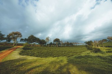 Bao Loc şehrindeki Tam Chau çay çiftliğinin güzel manzarası, Lam Dong eyaleti, Vietnam. Seyahat ve manzara konsepti.