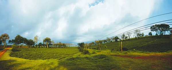 Bela Vista Plantação Chá Tam Chau Cidade Bao Loc Província — Fotografia de Stock