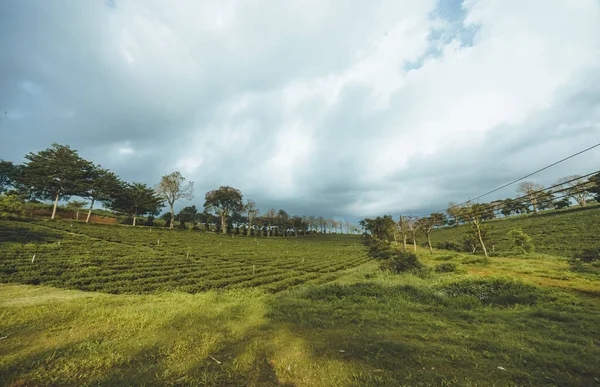 Bela Vista Plantação Chá Tam Chau Cidade Bao Loc Província — Fotografia de Stock