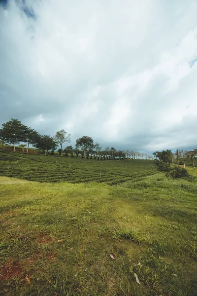 Bela Vista Plantação Chá Tam Chau Cidade Bao Loc Província — Fotografia de Stock