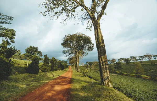 Bela Vista Plantação Chá Tam Chau Cidade Bao Loc Província — Fotografia de Stock