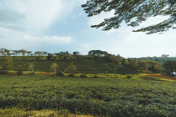 Bela Vista Plantação Chá Tam Chau Cidade Bao Loc Província — Fotografia de Stock