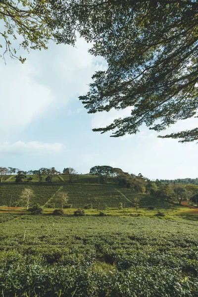 Bela Vista Plantação Chá Tam Chau Cidade Bao Loc Província — Fotografia de Stock