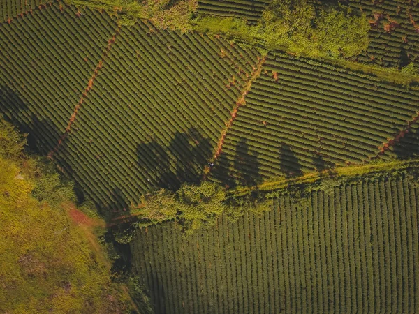 Aerial View Tam Chau Tea Plantation Bao Loc City Lam — Stock Photo, Image