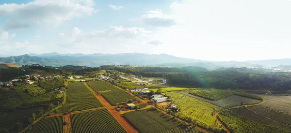Вид Воздуха Чайную Плантацию Чау Городе Бао Лок Провинция Лам — стоковое фото