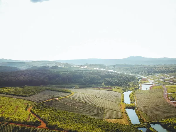 Veduta Aerea Della Piantagione Tam Chau Nella Città Bao Loc — Foto Stock