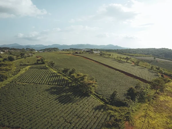 Letecký Pohled Tam Chau Čajové Plantáže Městě Bao Loc Provincie — Stock fotografie