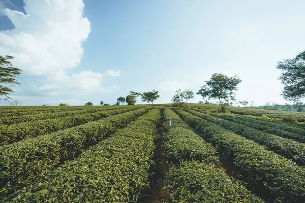 Bela Vista Plantação Chá Tam Chau Cidade Bao Loc Província — Fotografia de Stock