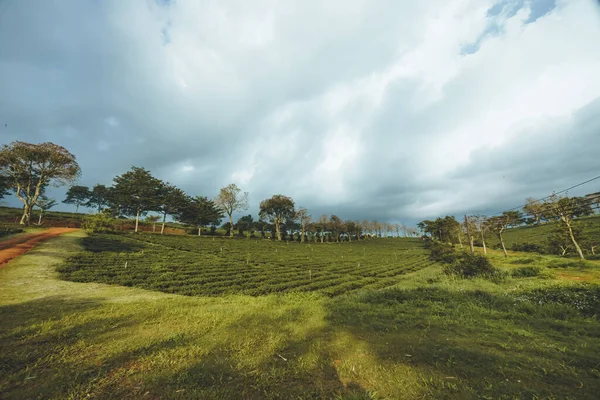 Bela Vista Plantação Chá Tam Chau Cidade Bao Loc Província — Fotografia de Stock