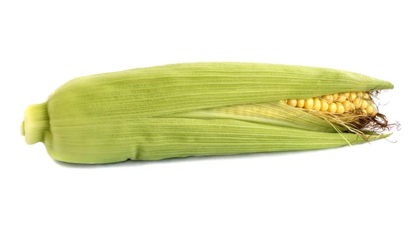 Friss természetes nyers fül kukorica, elszigetelt fehér background — Stock Fotó