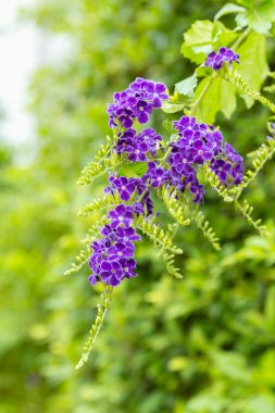 Mor Duranta Erecta çiçekler