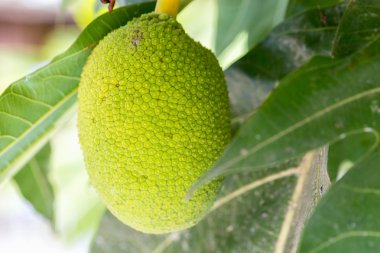 meyveler sebze ve un yerine bazen yapmak.