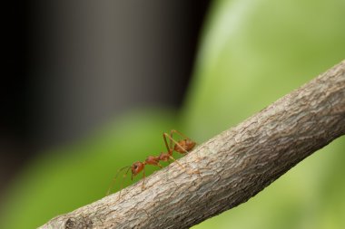Karınca bir dalda yürüyüş.