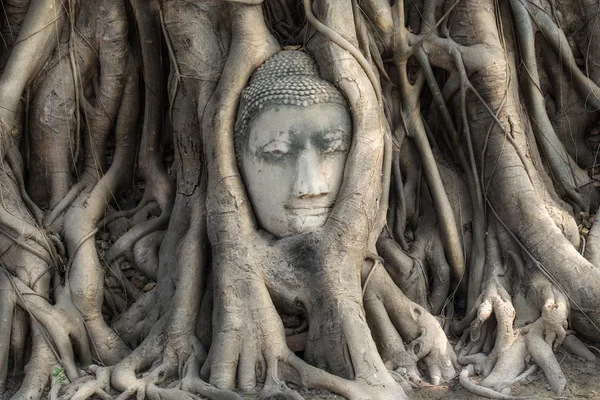 Cabeza de Buda arenisca en las raíces del árbol — Foto de Stock