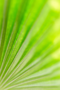 Arkaplan için yeşil palmiye yaprağının soyut resmi.