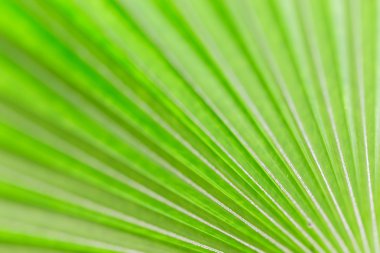 Taze yeşil palmiye yaprağı arka plan için soyut resim.