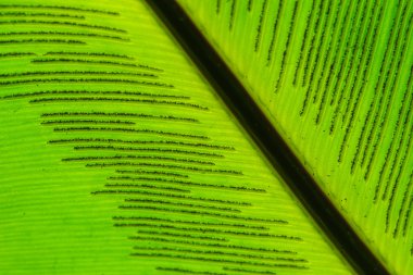 Yeşil fern spore ile terk