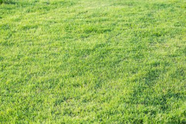 Parlak yeşil çim arka plan dokusu