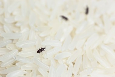 Weevil yok pirinç