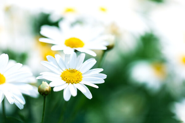 beautiful flower white daisy in garden