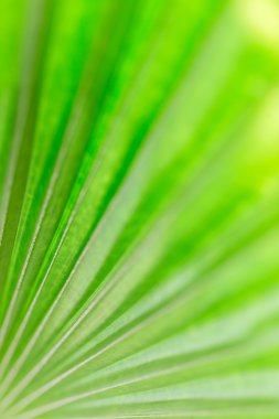 Taze yeşil palmiye yaprağı arka plan için soyut resim.