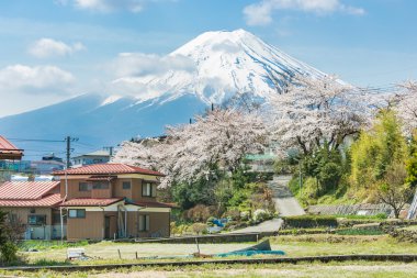 Kiraz çiçekleri veya Sakura ve dağ Fuji bahar sezonunda 