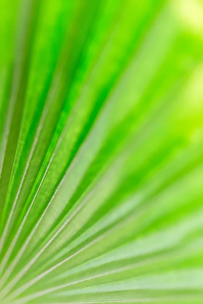 新鲜的绿色棕榈叶为背景的抽象形象. — 图库照片