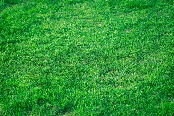 Green grass background texture — Stock Photo, Image