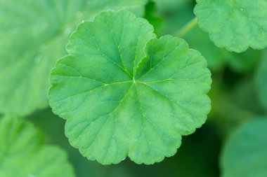 Su damlalı yeşil yaprak