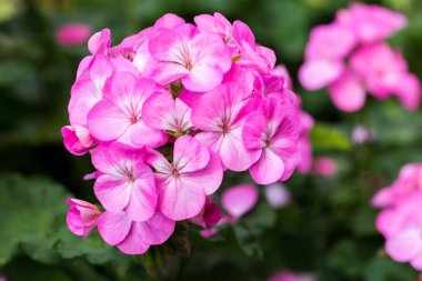 Pembe ortanca çiçek doğa arka planı için