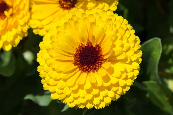 Yellow flower of October Birth Flower Calendula. — Stock Photo, Image