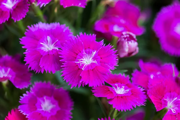 Zbliżenie z różowe kwiaty Dianthus Chinensis — Zdjęcie stockowe