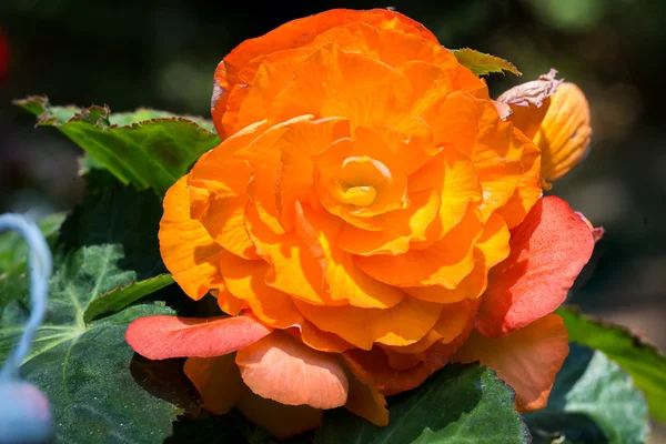 Orange rose — Stockfoto