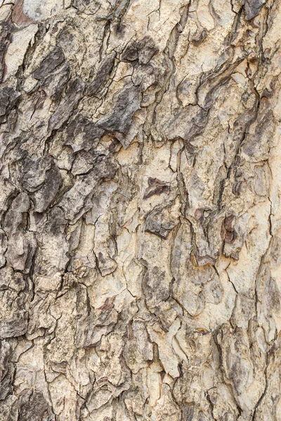 Vecchio albero corteccia texture sfondo — Foto Stock