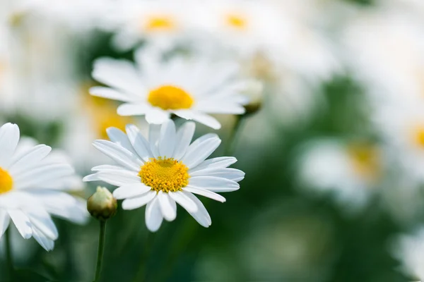 Świeży dzika stokrotka kwiat — Zdjęcie stockowe