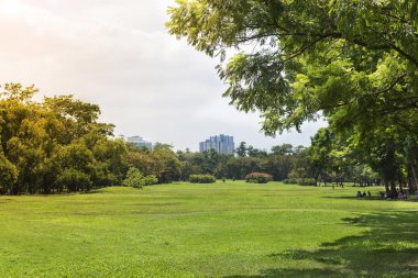 yeşil çim alanı ve park ağaçlarda