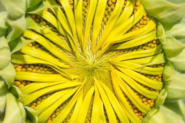 Крупный солнечный цветок — стоковое фото