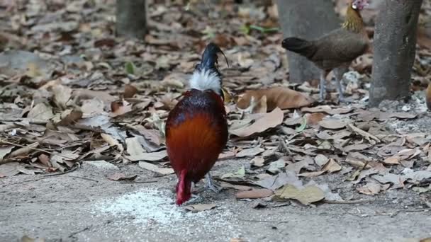 The Red Junglefowl, Chicken eating in jungle with dry brown leaves — Stock Video