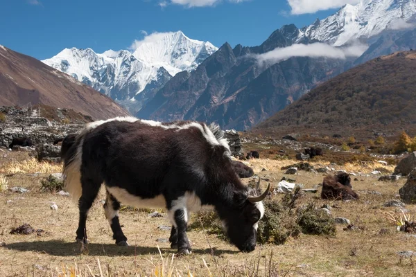 Yaks en Langtang Valley, Langtang National Park, Rasuwa Dsitrict, Nepal — Foto de Stock